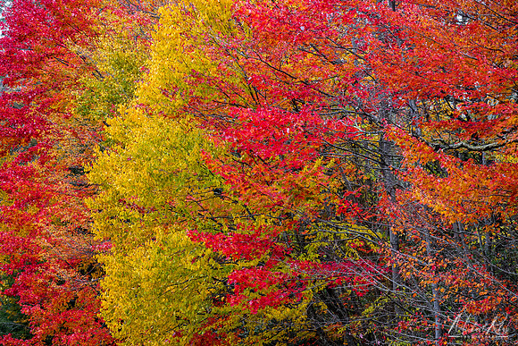Autumn Foliage at Blackwater (2023)