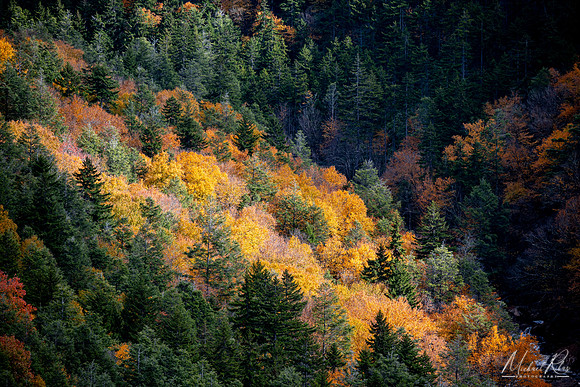 Late Afternoon Light, Blackwater Canyon (2023)