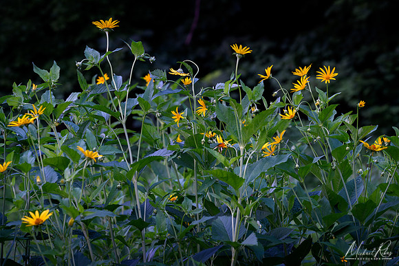 Wildflowers (2018)