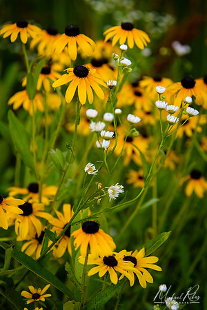 Daisies (2018)