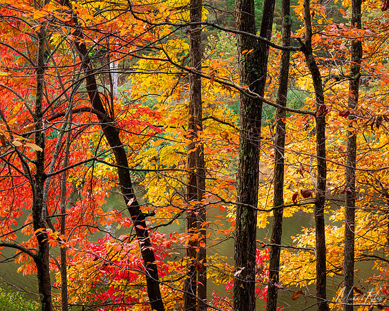 Autumn Foliage, Mountwood Park (2023)