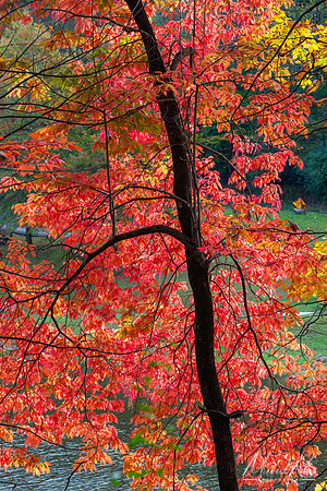 Autumn Foliage, Mountwood Park (2023)