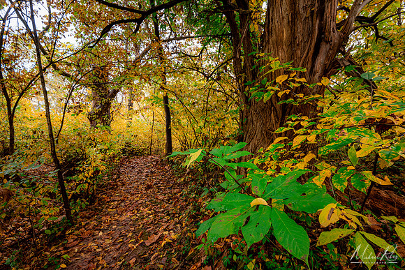 Autumn Trail (2023)