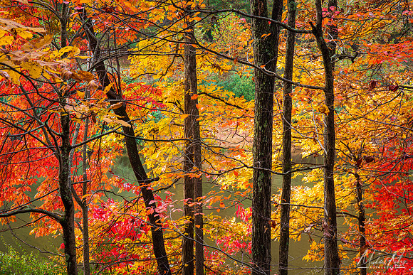 Autumn Foliage, Mountwood Park (2023)