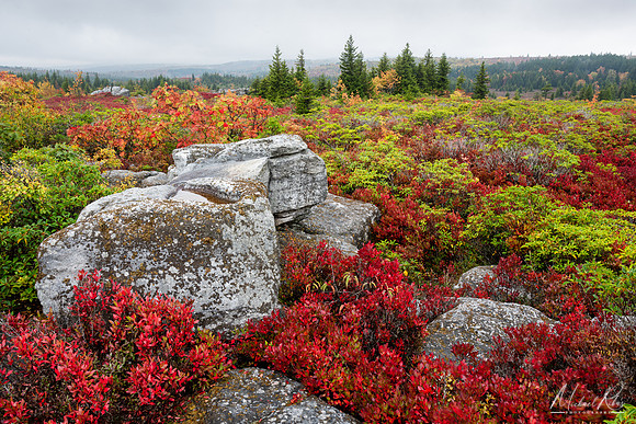 Dolly Sods Autumn Panorama (2024)