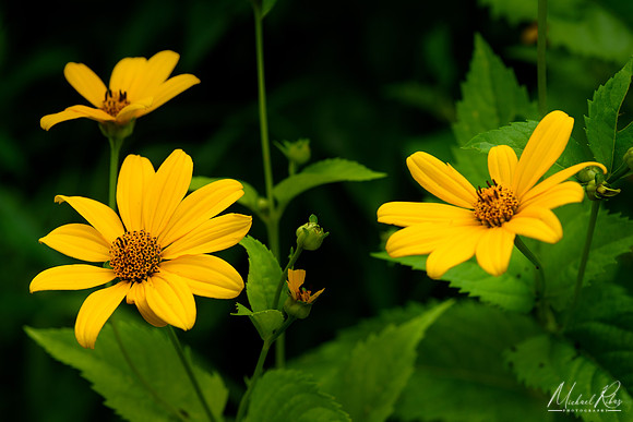 Daisies (2018)
