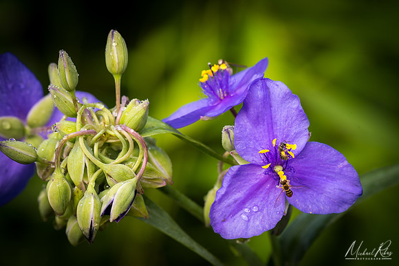 Small Wildflower (2018)