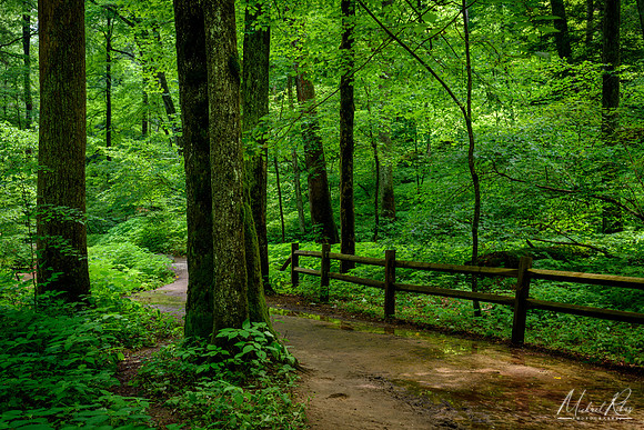 Ash Cave Trail (2018)