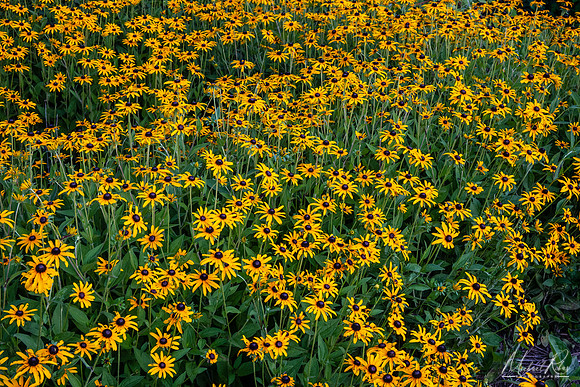 Black Eyed Susans (2021)