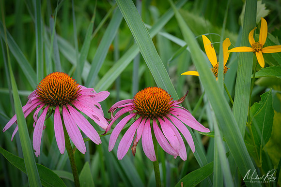 Purple Coneflowers (2018)