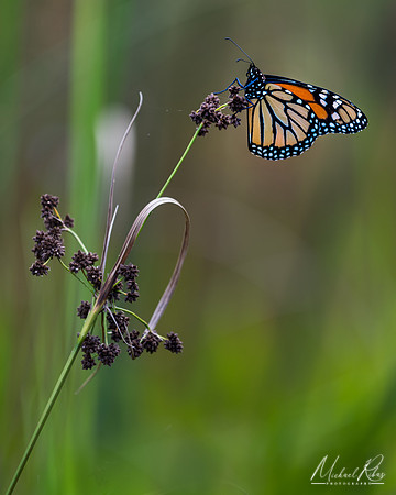 Monarch Butterfly (2018)