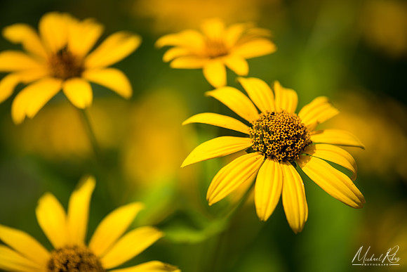 Yellow Coneflowers (2018)