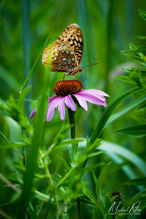 Butterfly and Purple Coneflower (2018)