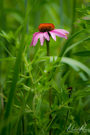 Purple Coneflower (2018)