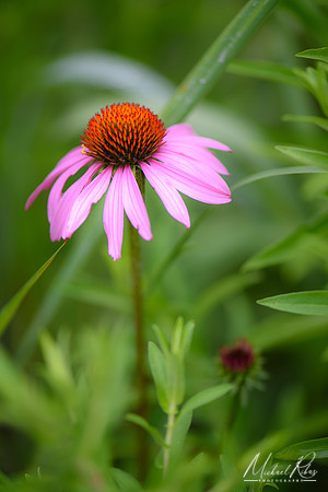 Purple Coneflower (2018)