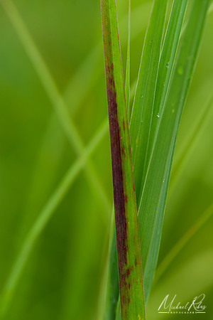 Grasses (2018)