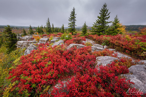 bear Rocks Autumn Foliage (2024)