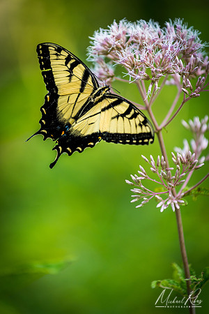 Tiger Swallowtail (2018)