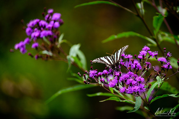 Butterfly and Ironweed (2018)