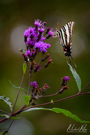 Butterfly and Ironweed (2018)
