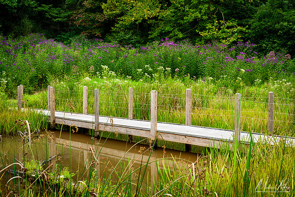 Nature Park and Summer Wildflowers (2018)