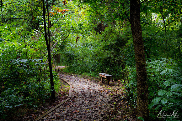 Woodland Solitude (2018)