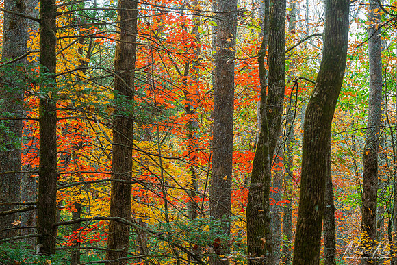 Smoky Mountains Fal Woodland (2023)