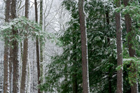 Carnifax Ferry Winter Forest  (2022)