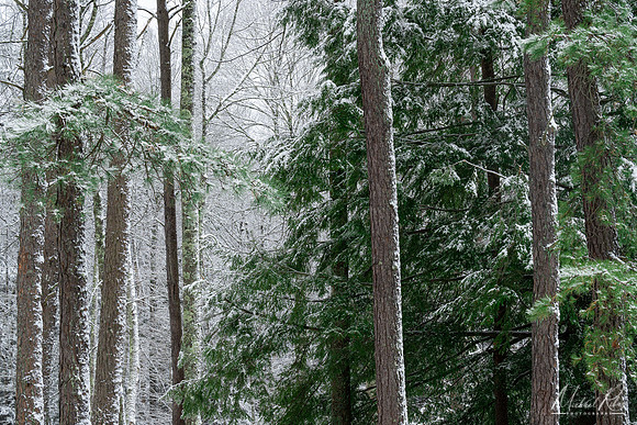 Carnifax Ferry Winter Forest  (2022)