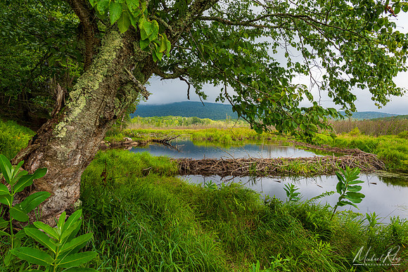 Beaver Dam, Canaan Valley (2023)