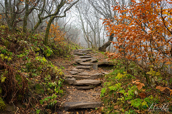 Craggy Gardens (2023)