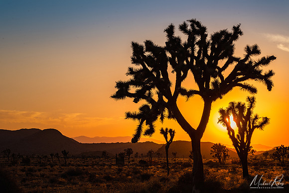 Joshual Tree Sunset (2023)