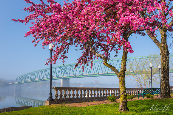 Foggy Spring Morning (2022)