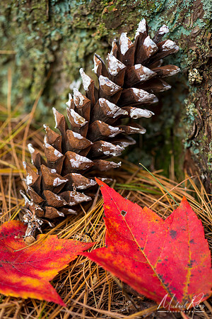 Pine Cone and Maple Leaves (2018)
