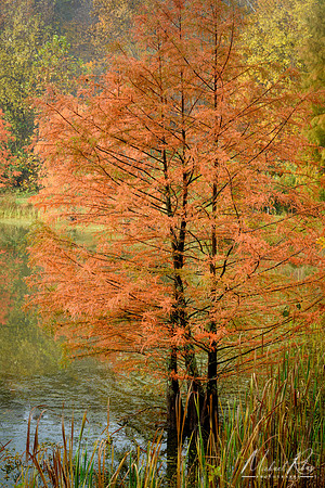 Pond and Bald Cypress in Fall (2018)