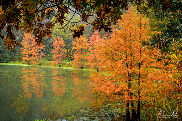 Bald Cypress Trees and Pond (2018)