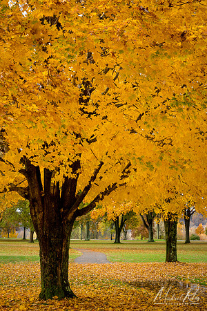 Maples (2018)