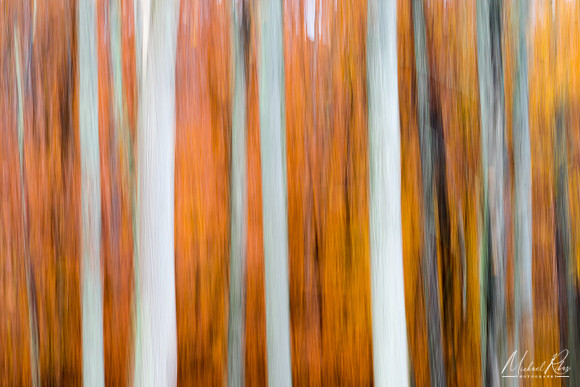 Autumn Woodland Abstract (2018)