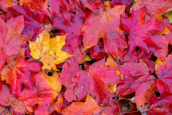 Wet Maple Leaves (2018)