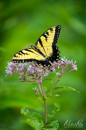 Swallowtail (2018)