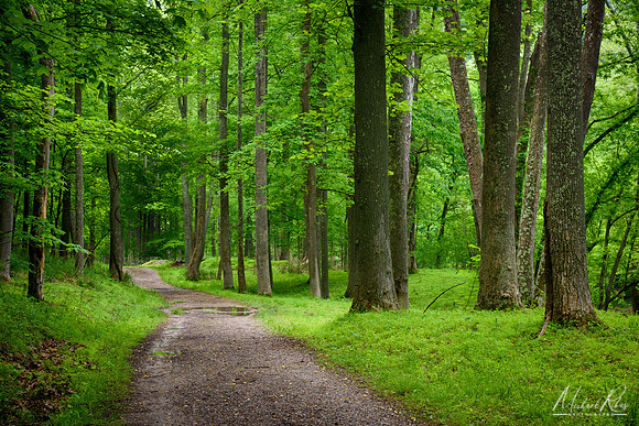 North Bend Spring Forest (2018)