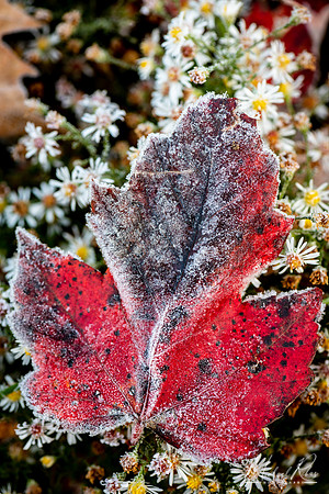 Frosted Leaf (2018)