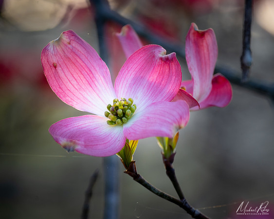 Pink Dogwood Blossum (2022)