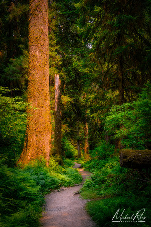 Hoh River Trail, Olympic National Park (2017)