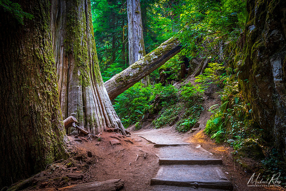 Grove of the Patriarchs Trail (2017)