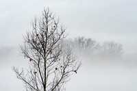Tree and Fog (2019)