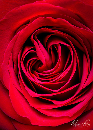 Rose Heart (2019)