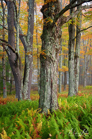 Canaan Valley Trees (2021)
