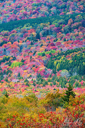 Autumn Trees from Spruce Knob (2021)