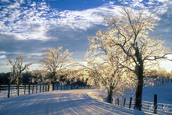 Ice Covered Trees